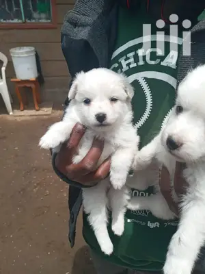 1-3 Month Female Purebred Japanese Spitz