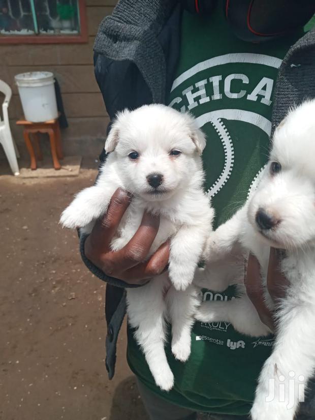 1-3 Month Female Purebred Japanese Spitz