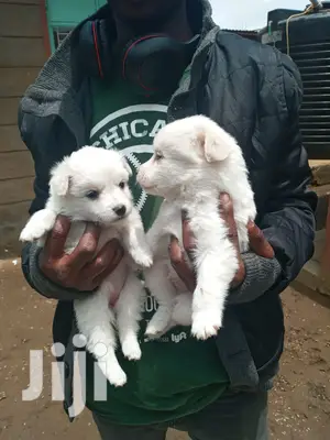 1-3 Month Female Purebred Japanese Spitz