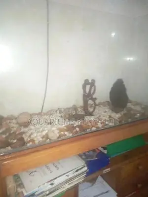 Aquariums Custom Made Available