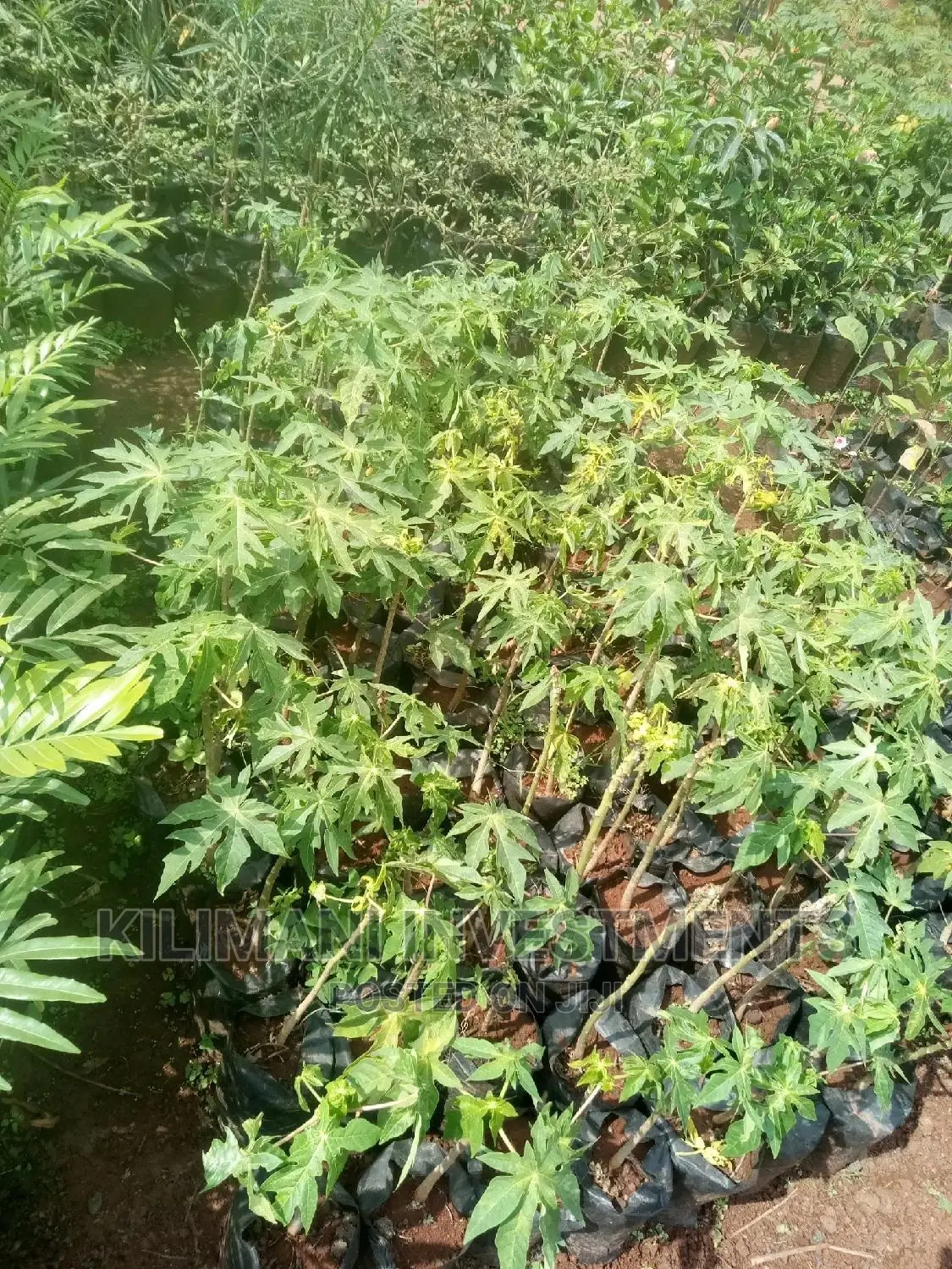 Seeds Grafted Fruit Seedlings All Varieties Along Ngong Road