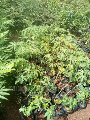 Seeds Grafted Fruit Seedlings All Varieties Along Ngong Road