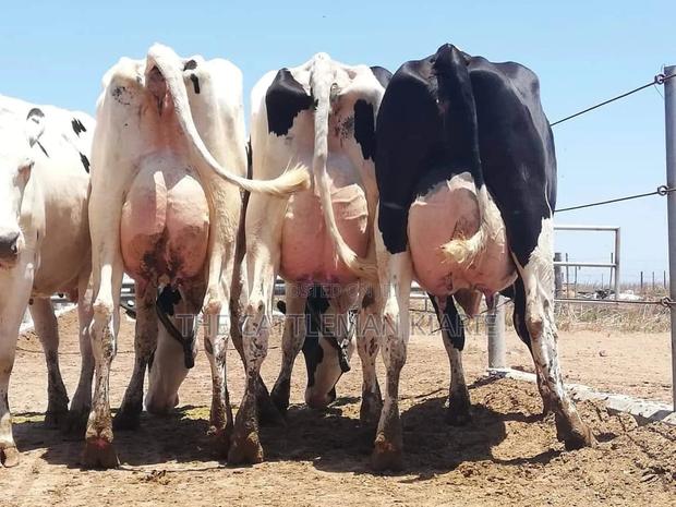 Diary Cows - main view