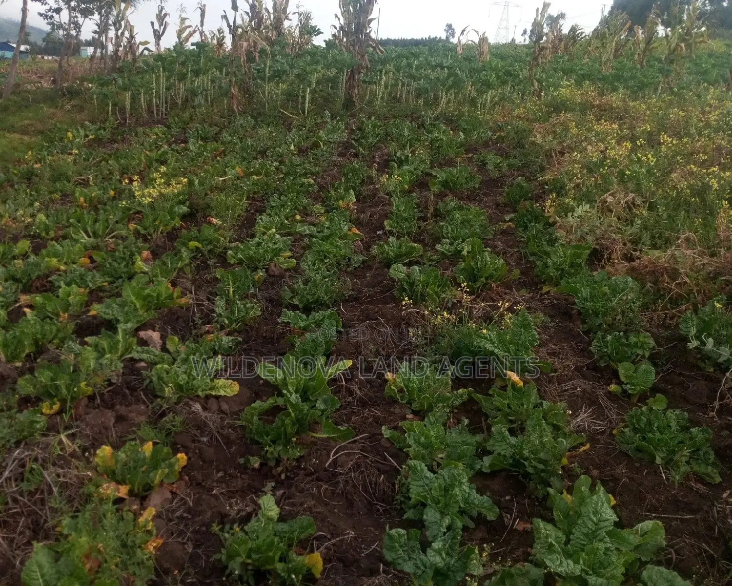 1/4acre on Sale at View Point Naivasha