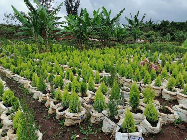 Thuja Cypress