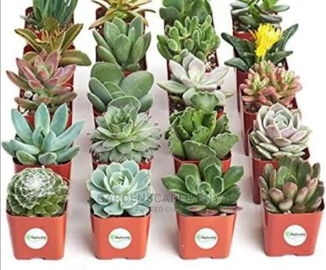 Succulent Plants