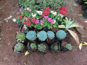 Succulent Plants