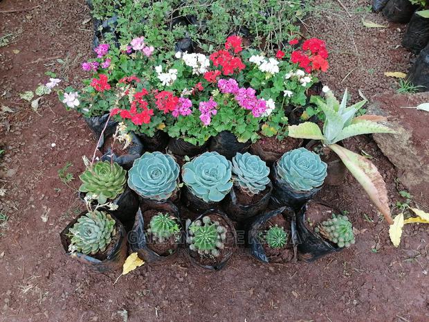 Succulent Plants - thumbnail 2