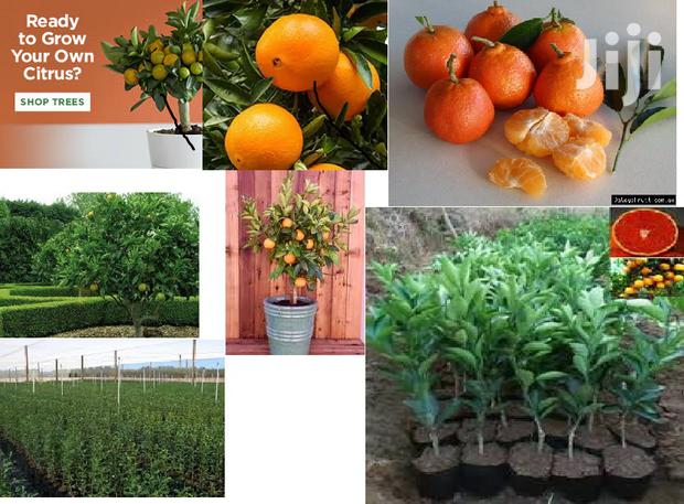 Dwarf Washington Navel Orange Tree - main view