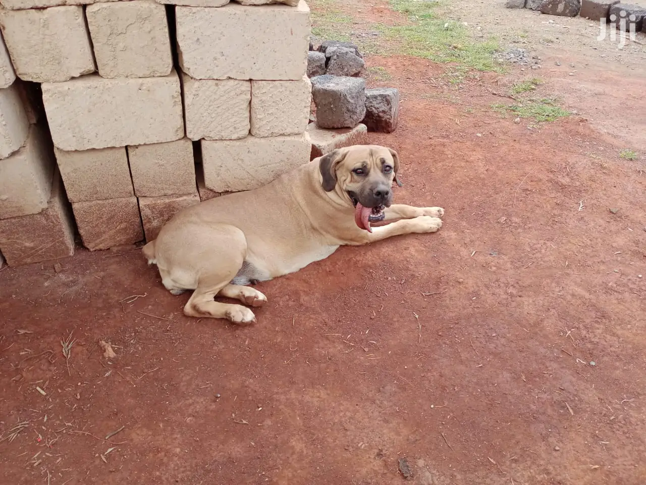 1+ Year Female Purebred Boerboel