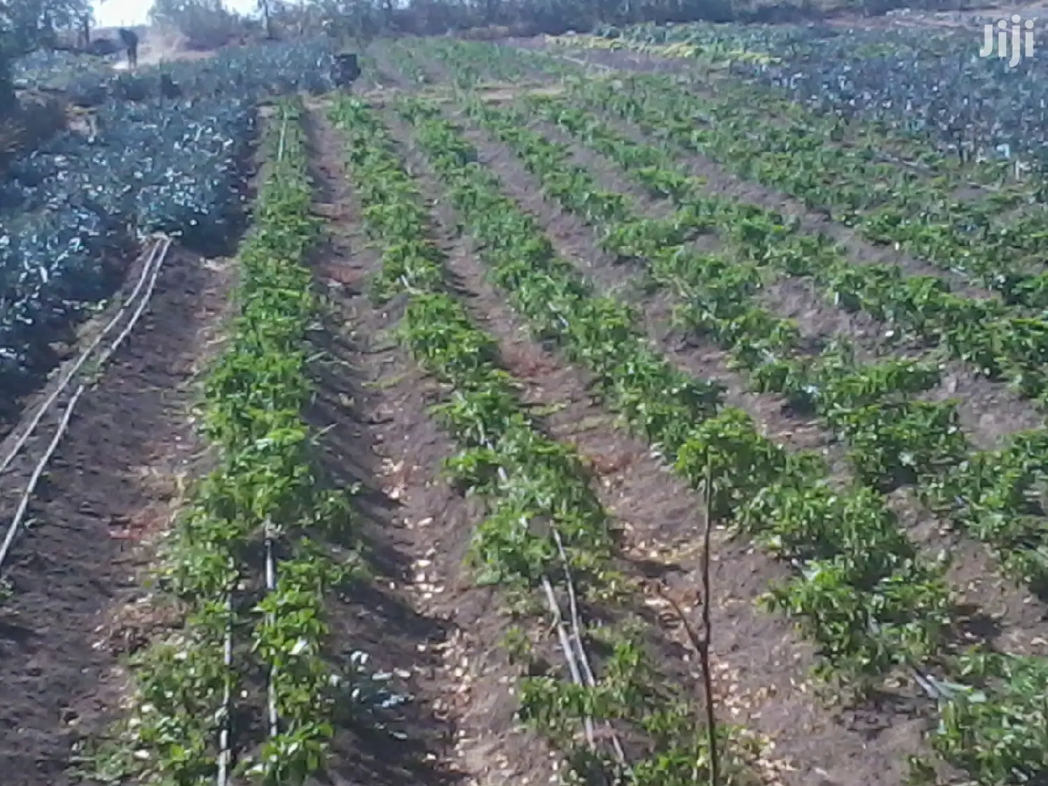 Drip Irrigation Greenhouse Installation