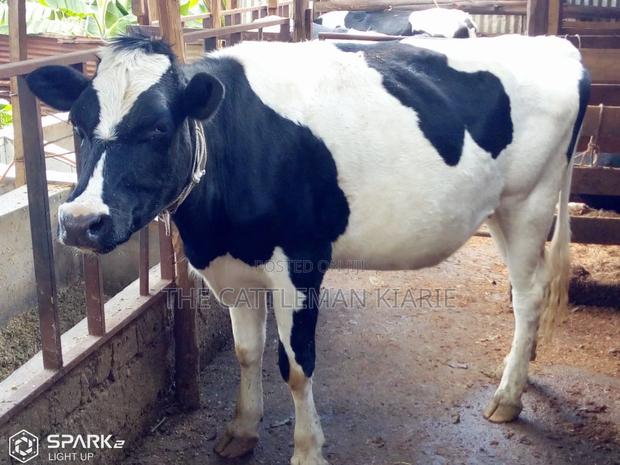 Pedigree Heifers - thumbnail 4