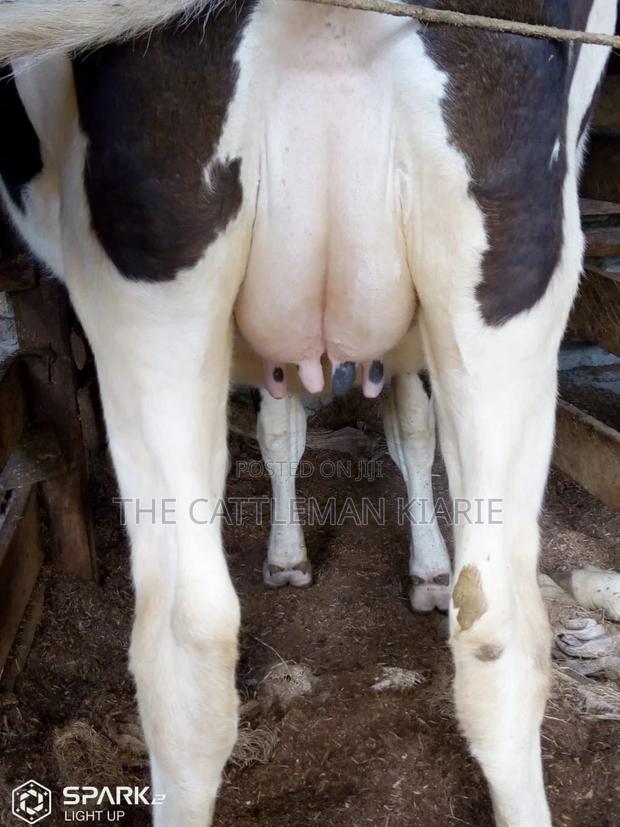 Pedigree Heifers - thumbnail 7