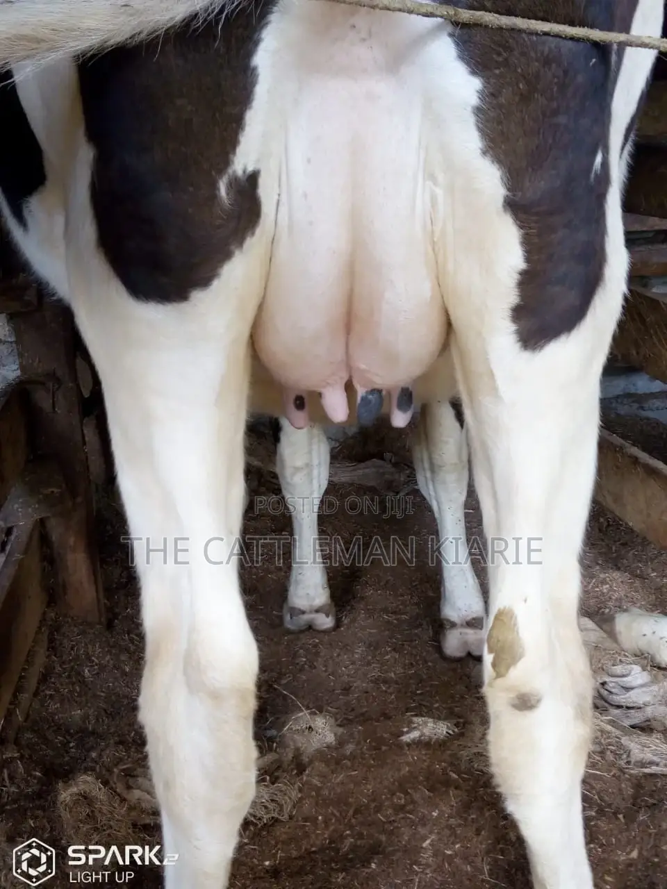Pedigree Heifers