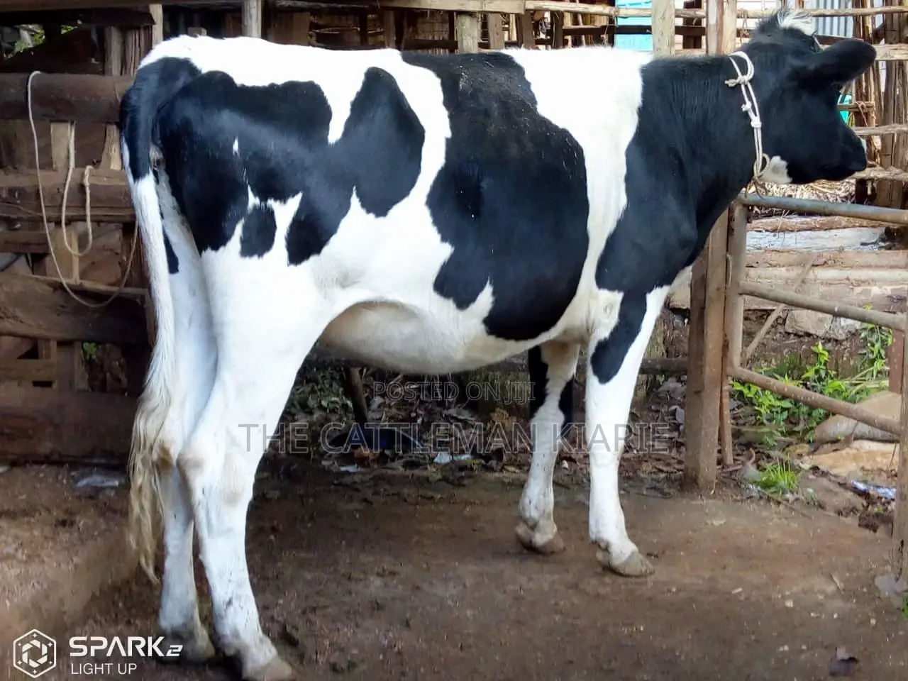 Pedigree Heifers