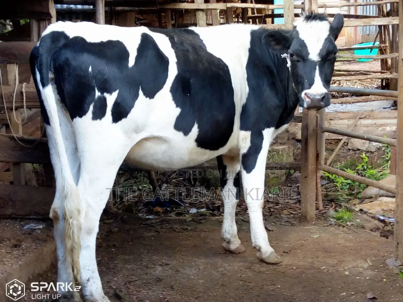 Pedigree Heifers