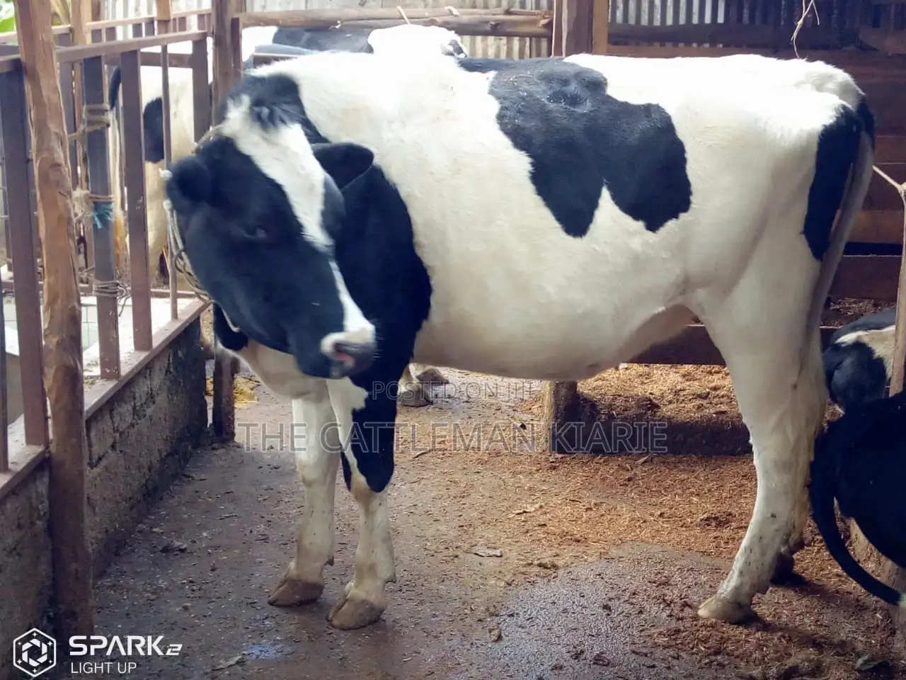Pedigree Heifers
