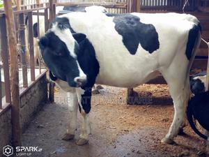 Pedigree Heifers - thumbnail 2
