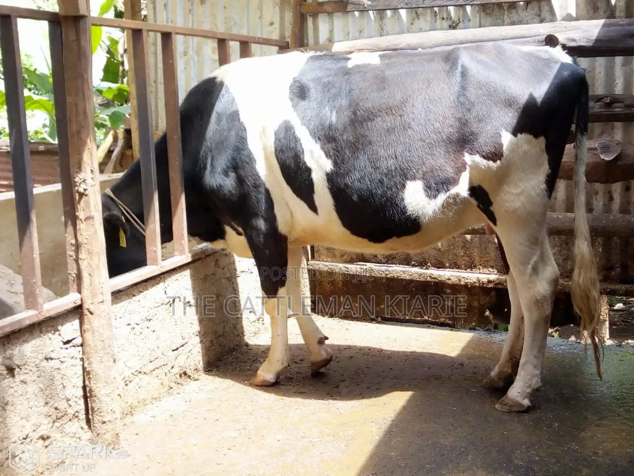 Pedigree Heifers