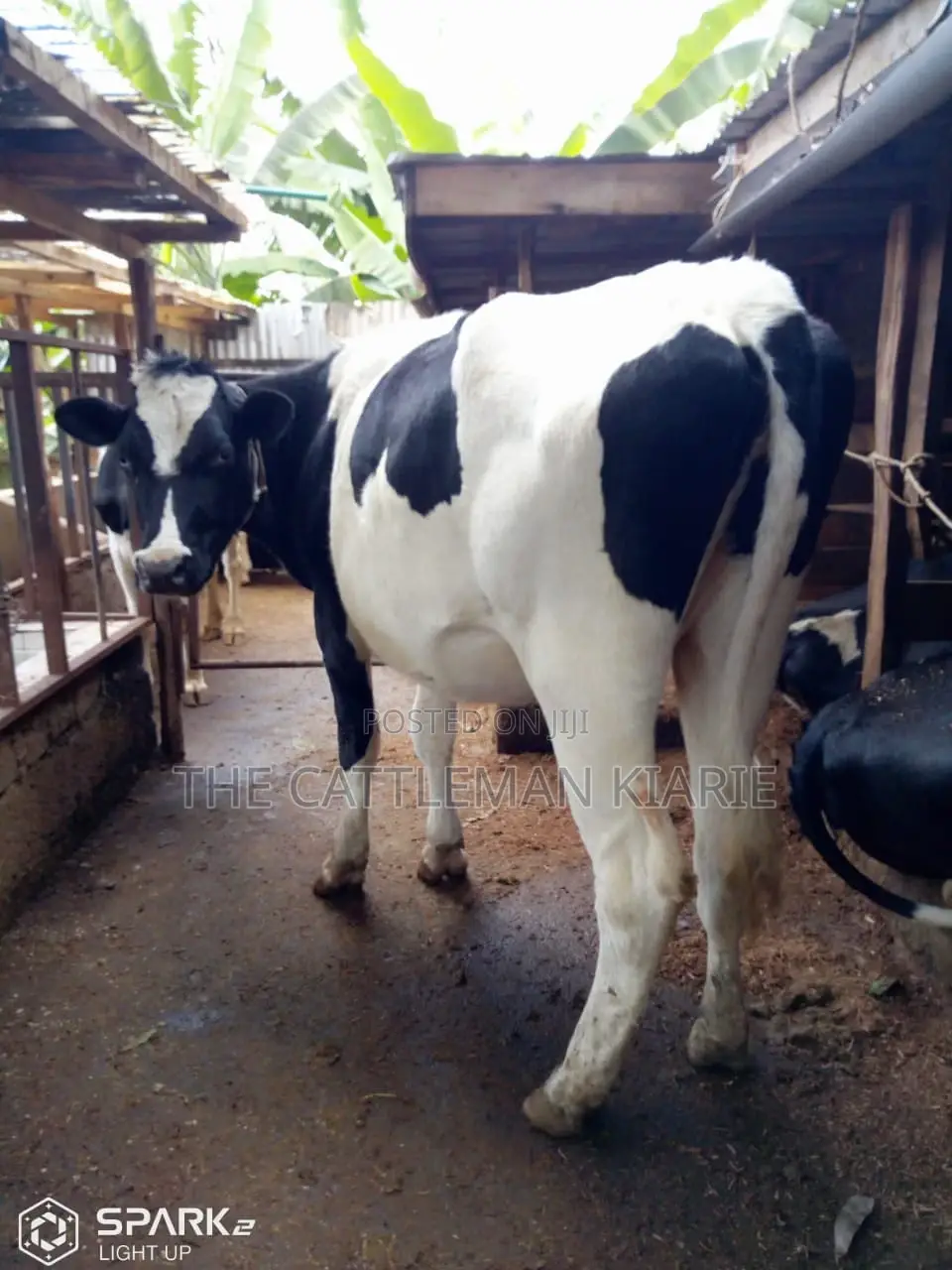 Pedigree Heifers