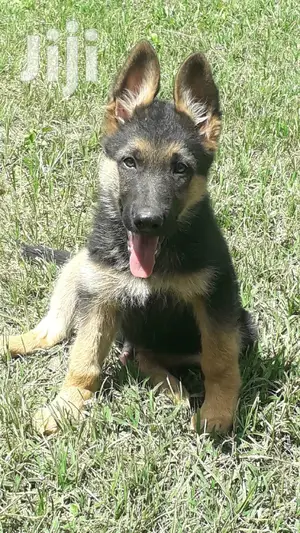 1-3 Month Male Purebred German Shepherd