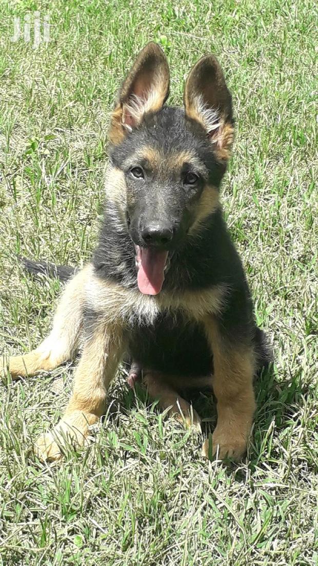 1-3 Month Male Purebred German Shepherd - thumbnail 3