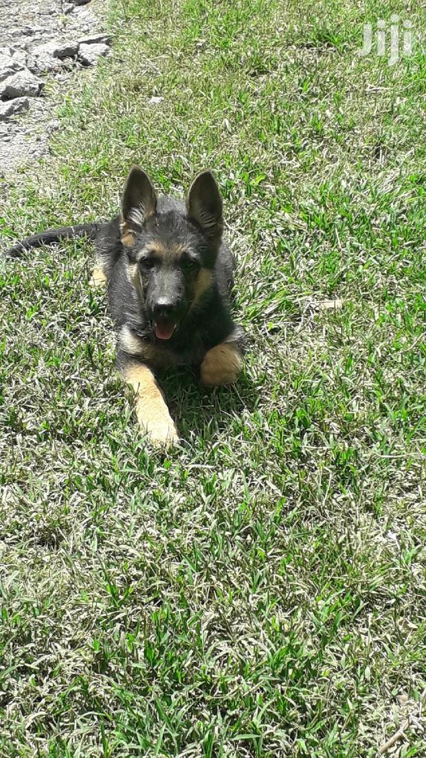 1-3 Month Male Purebred German Shepherd