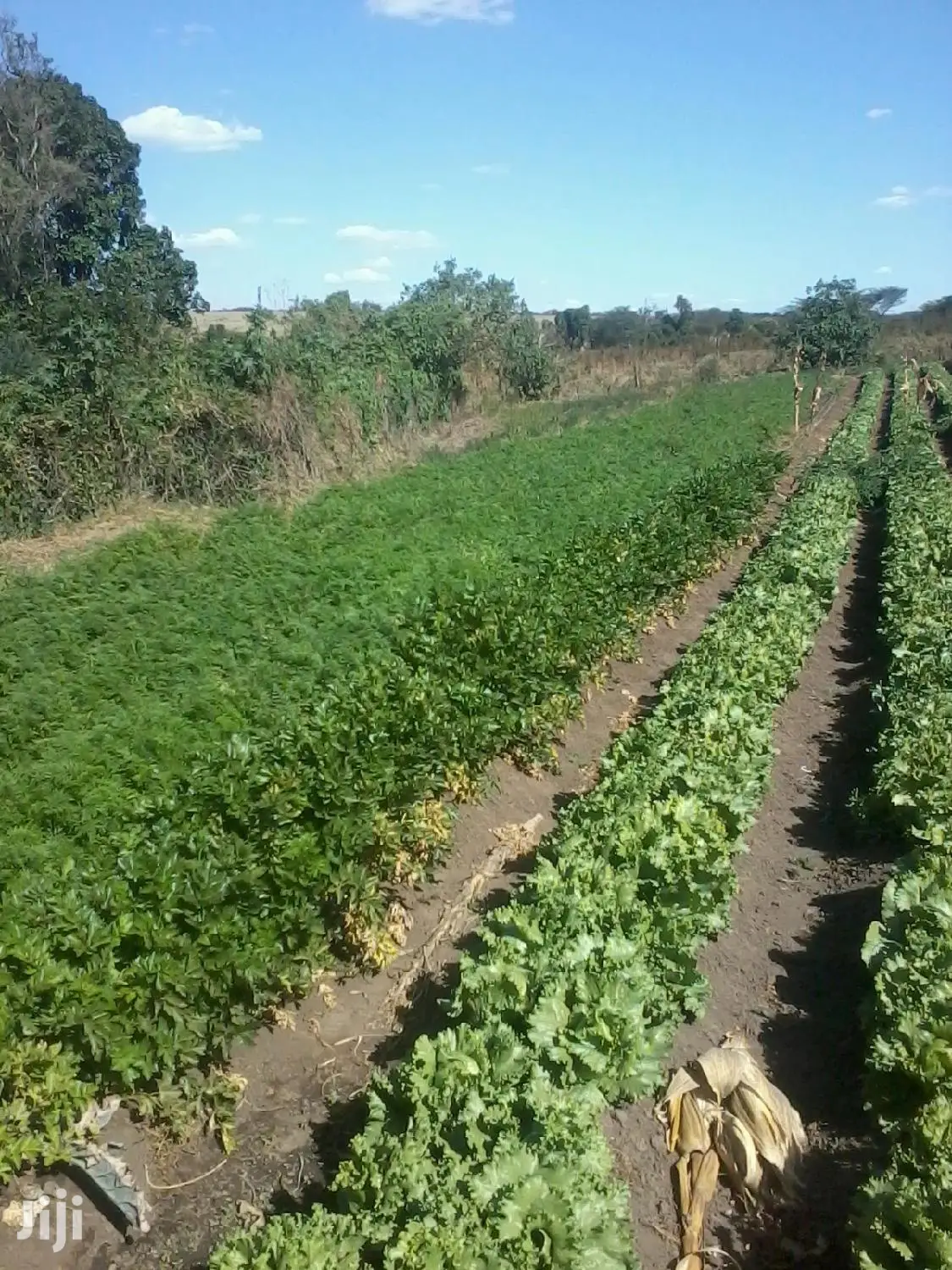 Drip Irrigation Greenhouse Installation