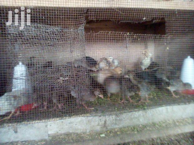 Healthy Mature Pure White(PAIR)Kanga.Whitechested Available. - thumbnail 4