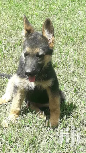 1-3 month Male Purebred German Shepherd