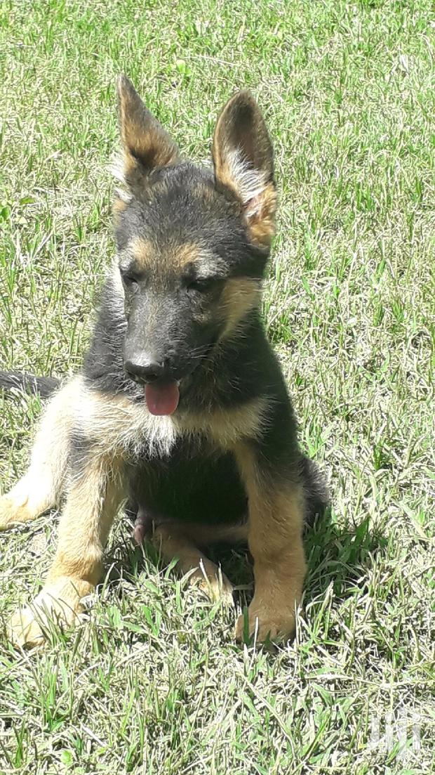 1-3 month Male Purebred German Shepherd