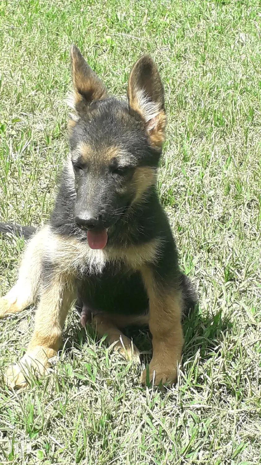 1-3 month Male Purebred German Shepherd