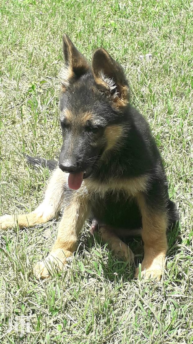 1-3 month Male Purebred German Shepherd - thumbnail 3