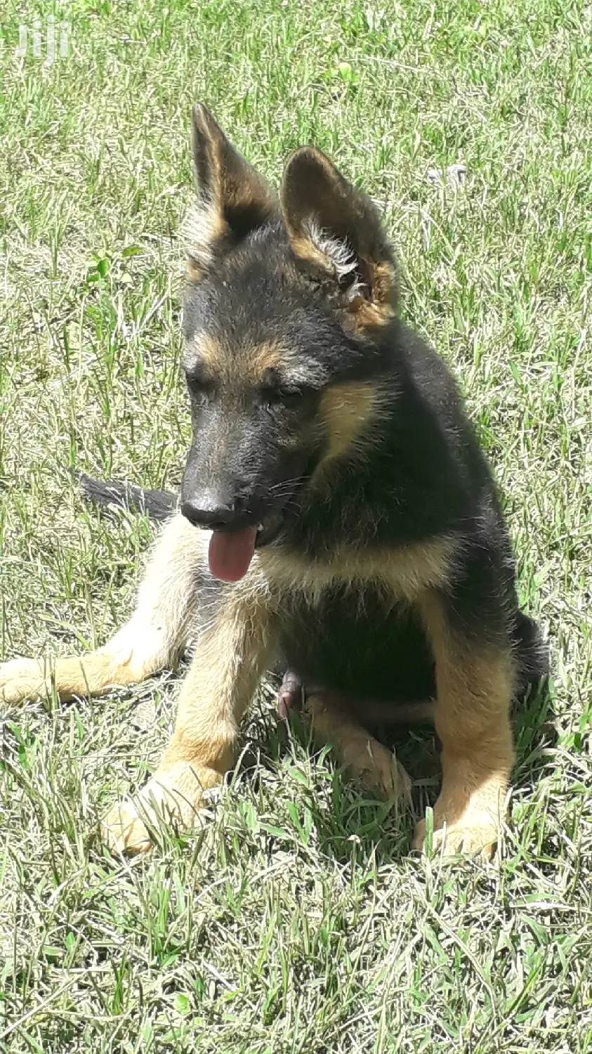 1-3 month Male Purebred German Shepherd