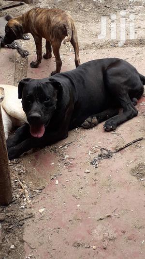 1+ Year Male Purebred Boerboel - main view