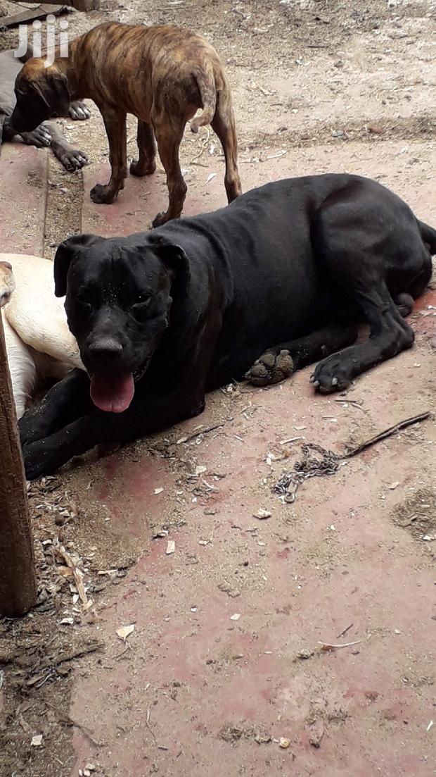 1+ Year Male Purebred Boerboel