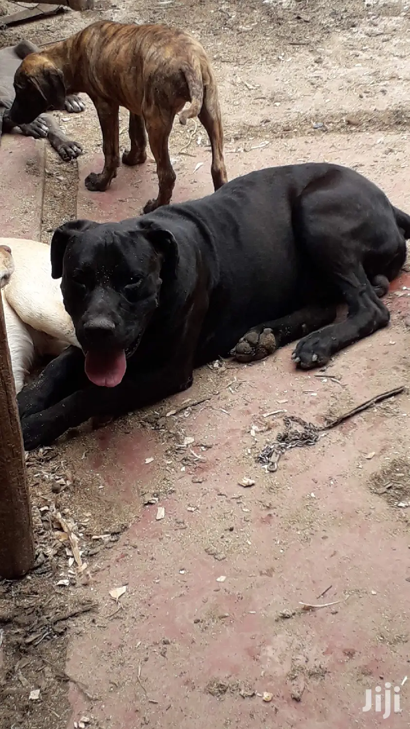 1+ Year Male Purebred Boerboel