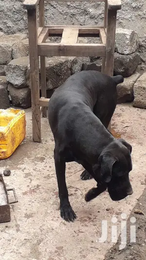 1+ Year Male Purebred Boerboel