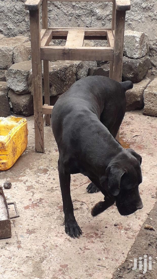 1+ Year Male Purebred Boerboel - thumbnail 2