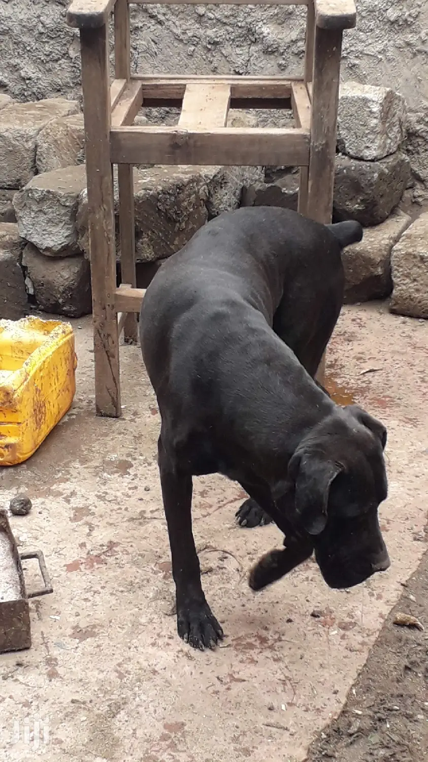 1+ Year Male Purebred Boerboel