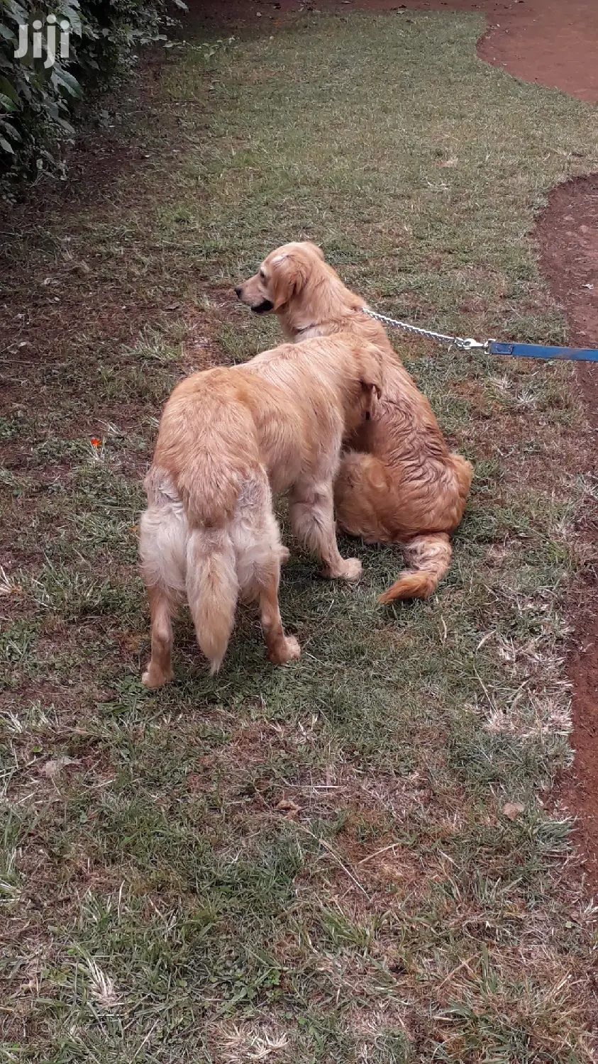 1-3 month Male Purebred Golden Retriever