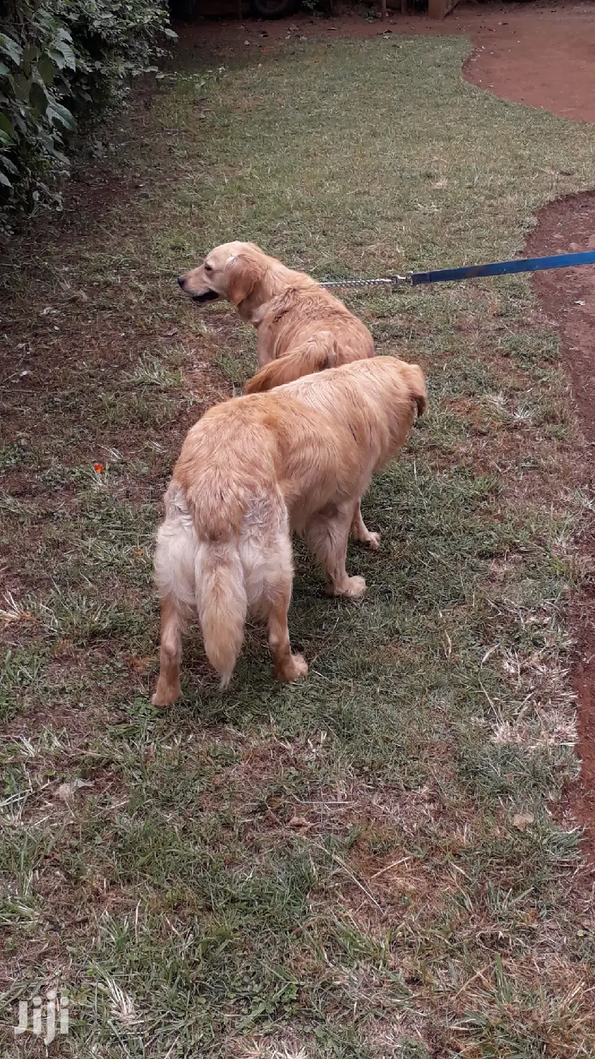 1-3 month Male Purebred Golden Retriever