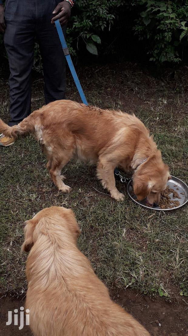 1-3 month Male Purebred Golden Retriever