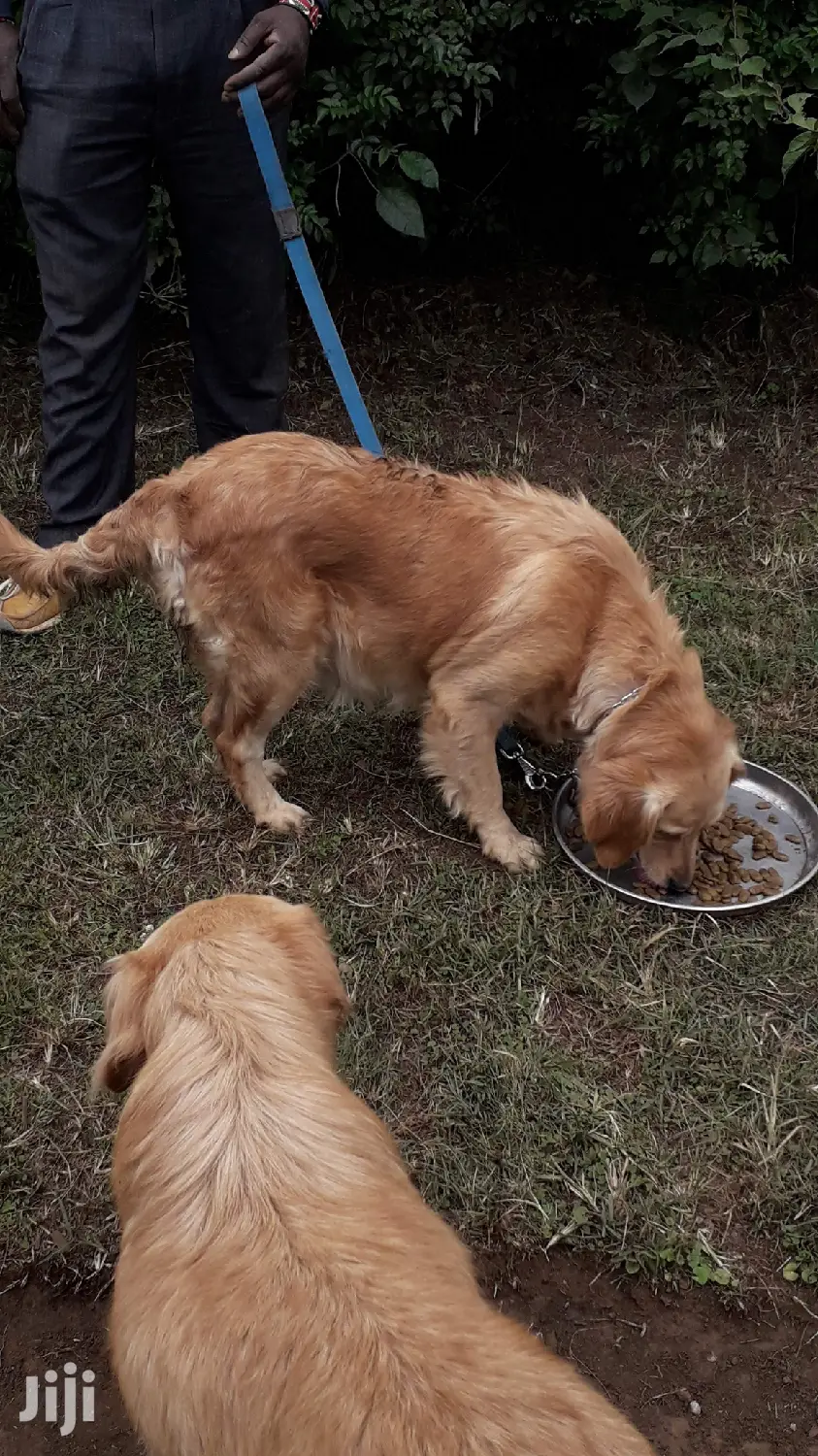 1-3 month Male Purebred Golden Retriever