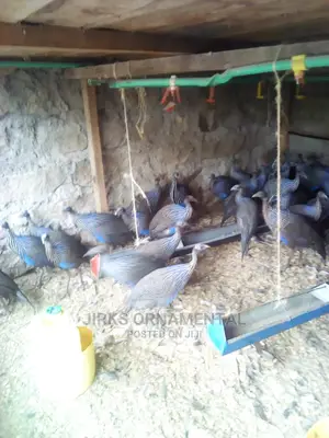 Guinea Fowl Vulturine Pair