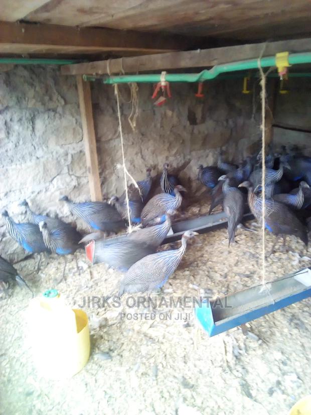 Guinea Fowl Vulturine Pair - thumbnail 3