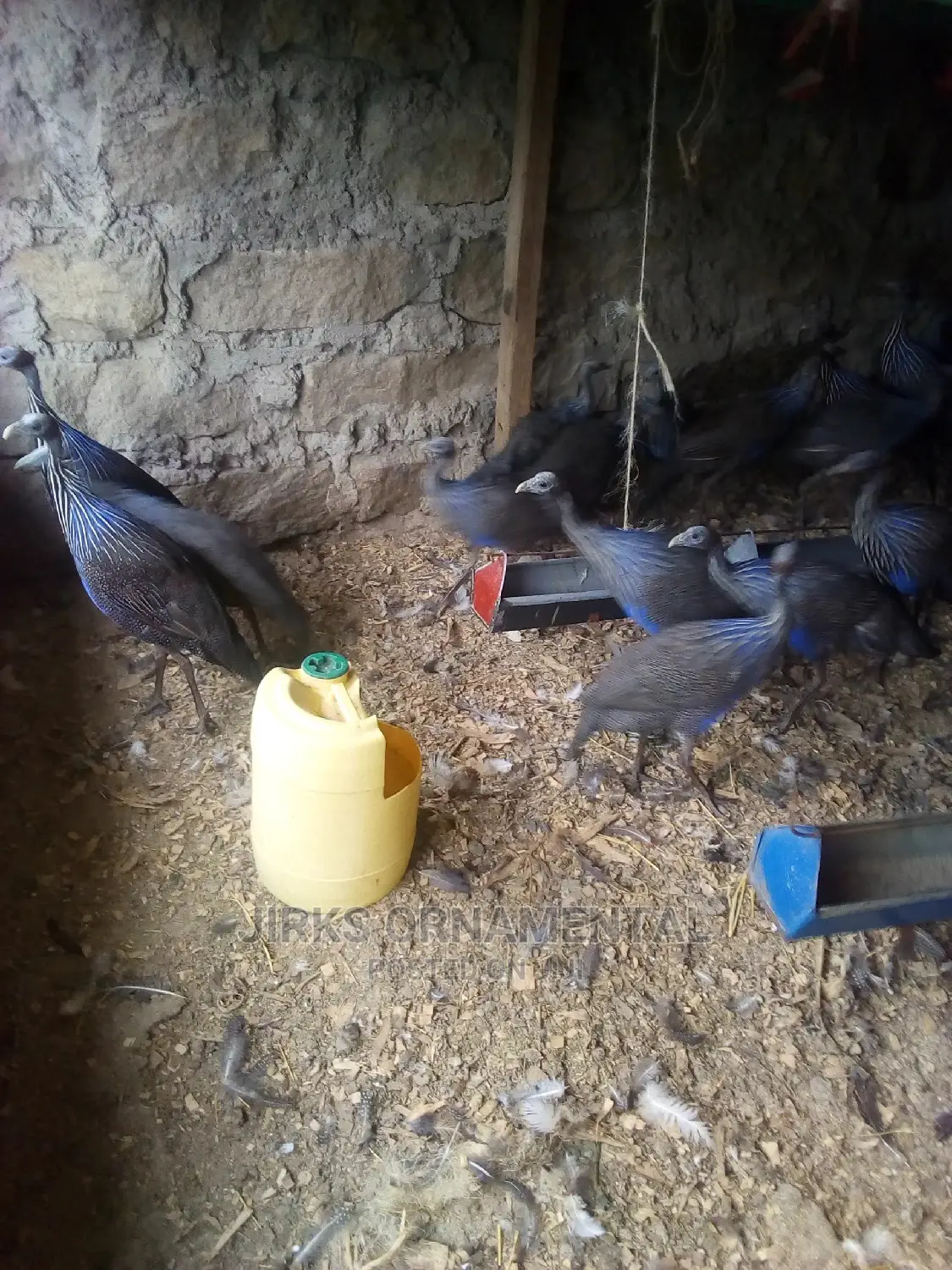 Guinea Fowl Vulturine Pair