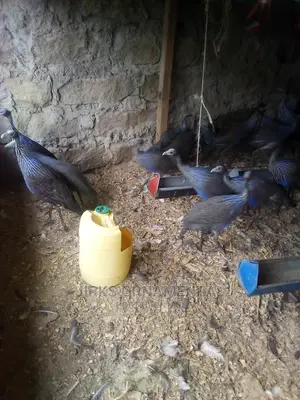 Guinea Fowl Vulturine Pair