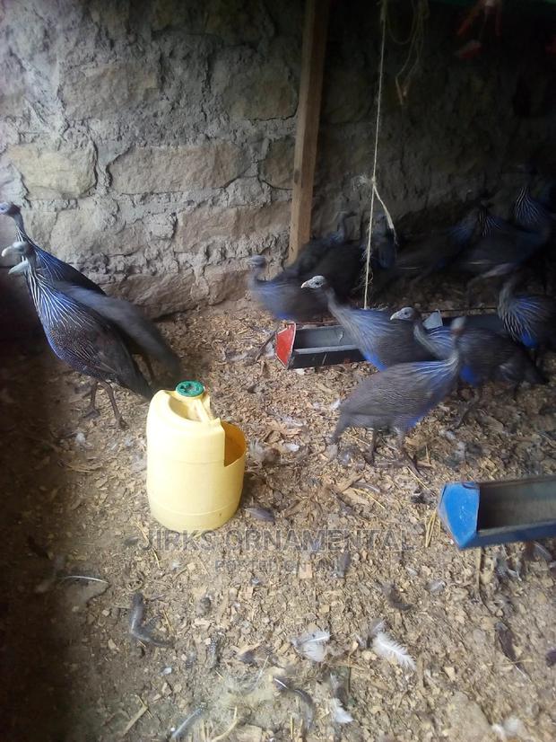 Guinea Fowl Vulturine Pair - thumbnail 2