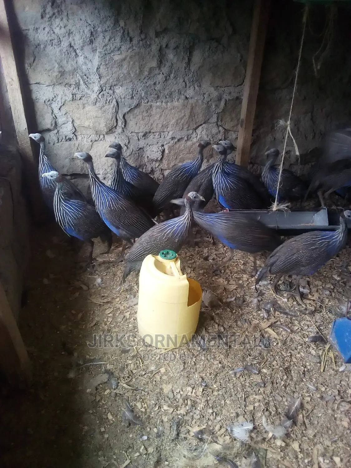 Guinea Fowl Vulturine Pair